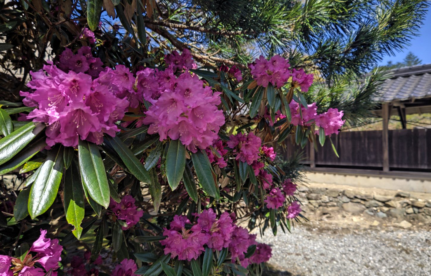 シャクナゲ植栽の様子(イメージ)